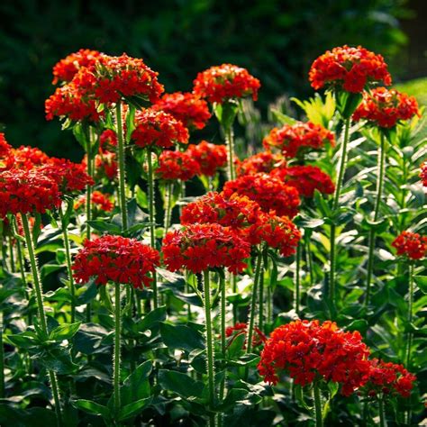 maltese cross flower pictures.